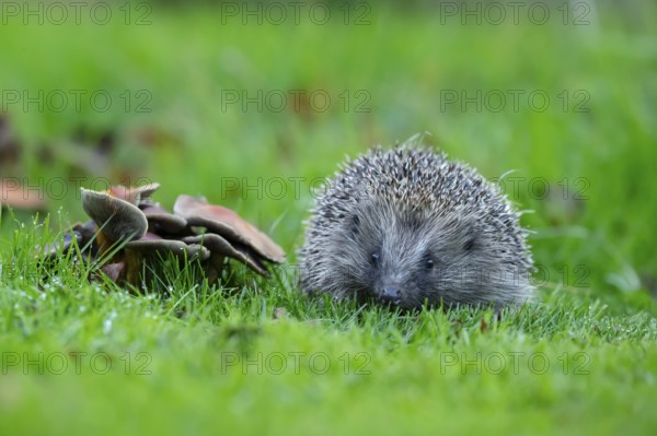European hedgehog (Erinaceus europaeus) adult animal on a garden grass lawn next to fungi in