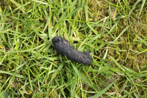 European hedgehog (Erinaceus europaeus) adult animal poo or dung or scat on a garden grass lawn,
