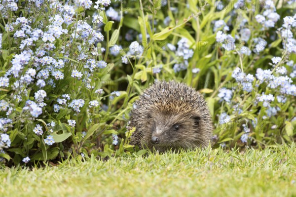 European hedgehog (Erinaceus europaeus) adult animal emerging from a garden flower border with