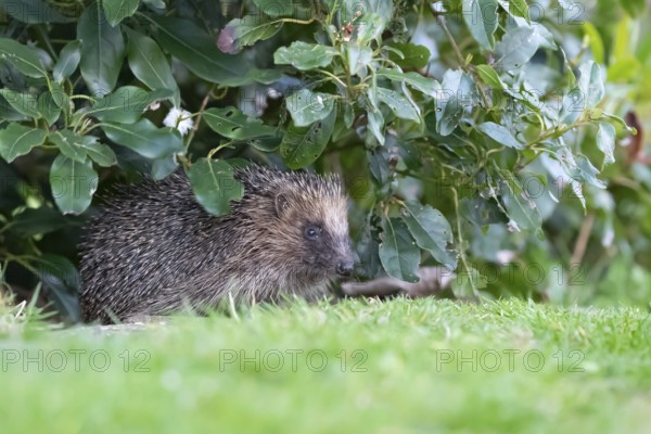 European hedgehog (Erinaceus europaeus) adult animal emerging from under a garden border in spring,