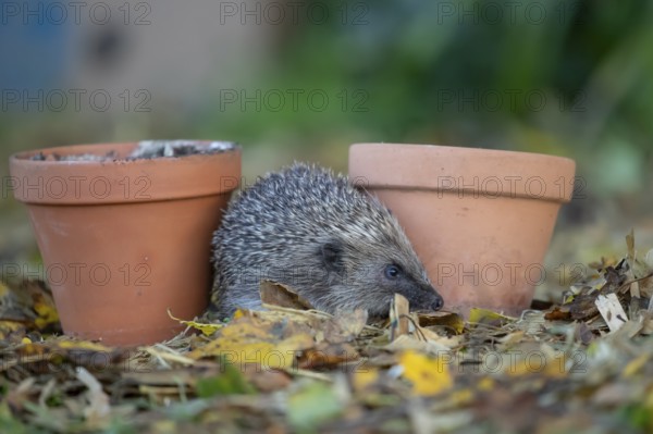 European hedgehog (Erinaceus europaeus) adult animal walking between two garden plant pots in