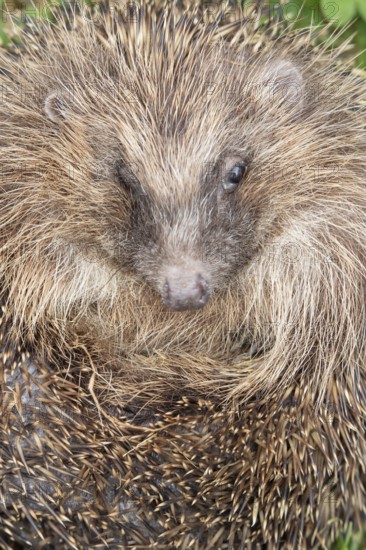 European hedgehog (Erinaceus europaeus) adult animal curled up in a ball on a garden grass lawn in