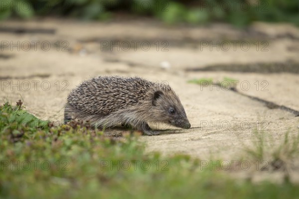 European hedgehog (Erinaceus europaeus) juvenile baby animal on a garden path in summer, England,