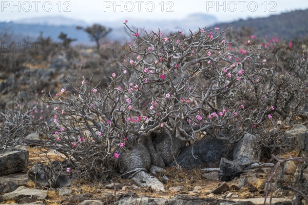 Desert rose (Adenium obesum), Oman