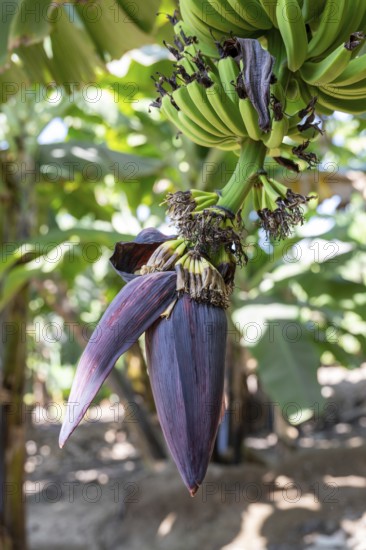 Banana trees, banana flower, plantation, Salalah, Oman