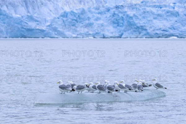 Black-legged kittiwakes (Rissa tridactyla) flock in breeding plumage resting on ice floe in the