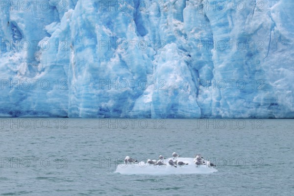 Black-legged kittiwakes (Rissa tridactyla) flock resting on ice floe in front of glacier wall along