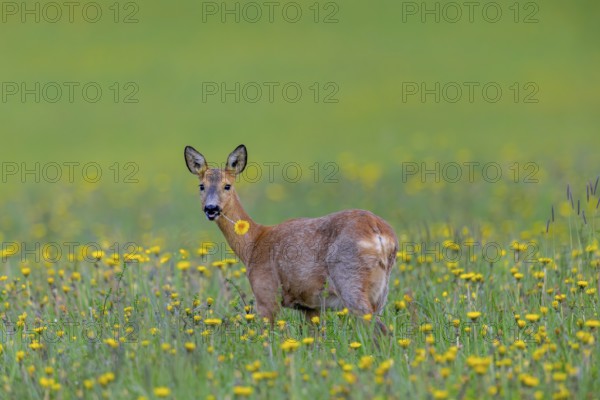 European roe deer (Capreolus capreolus) female, doe eating dandelion flower in meadow, grassland