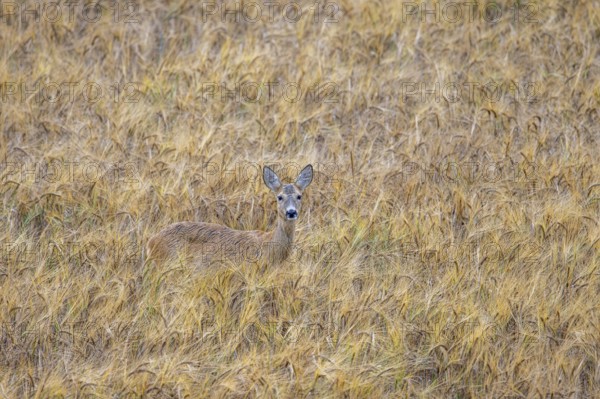 European roe deer (Capreolus capreolus) female, doe showing camouflage colours while foraging in