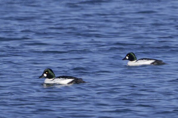 Common goldeneyes (Bucephala clangula) two adult males swimming in sea water along the North Sea