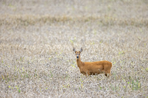 European roe deer (Capreolus capreolus) female, doe foraging in wheat field, cornfield in summer