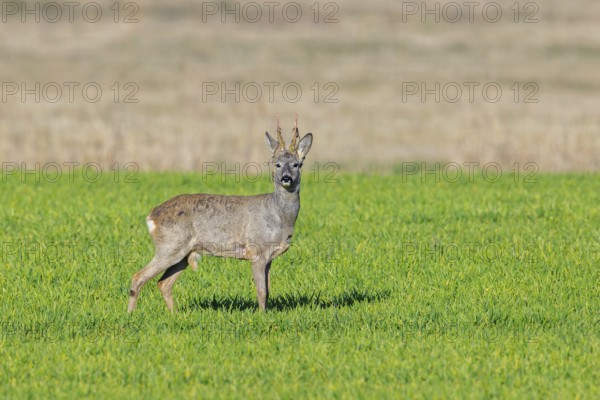 European roe deer (Capreolus capreolus) adult buck, male in grassland, meadow, shedding velvet from