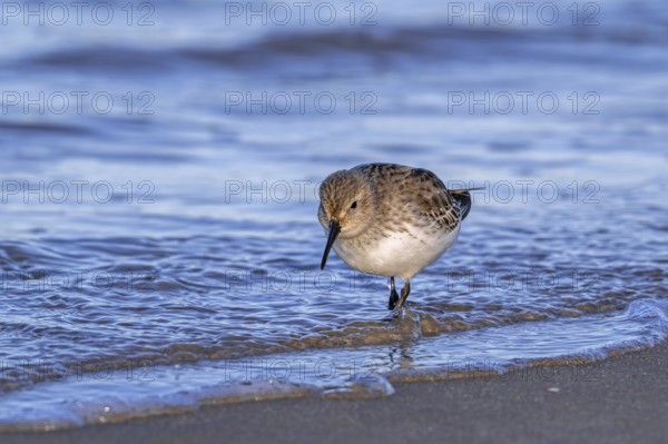 Dunlin (Calidris alpina) adult in winter plumage foraging for worms and crustaceans in swash zone /
