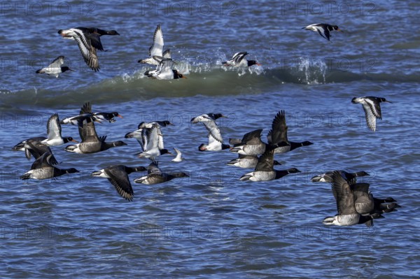 Pale-bellied brant geese (Branta bernicla hrota) flying among brent geese and common pied