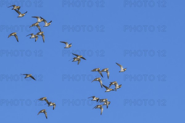 European golden plovers (Pluvialis apricaria) flock in non-breeding plumage in flight against blue