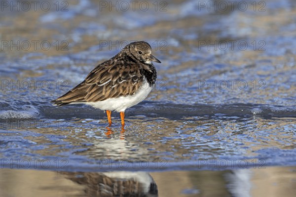 Ruddy turnstone (Arenaria interpres) adult in winter plumage foraging in shallow water for