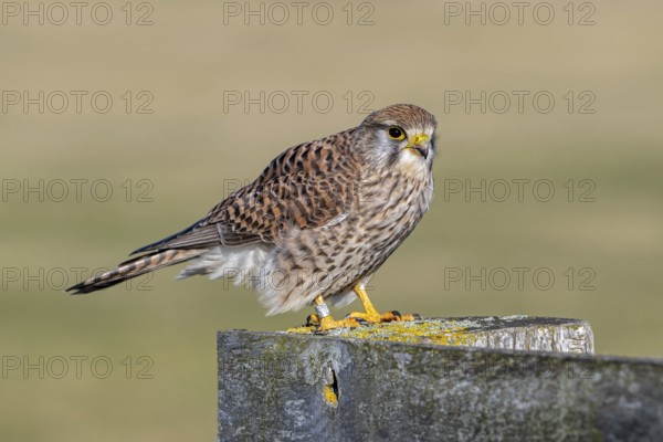 Ringed common kestrel / European kestrel (Falco tinnunculus) female perched on wooden fence post in