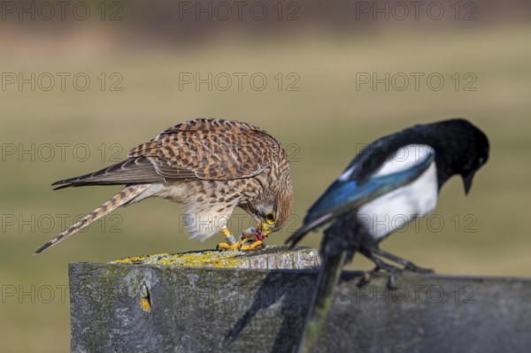 Common kestrel / European kestrel (Falco tinnunculus) female perched on wooden fence post eating