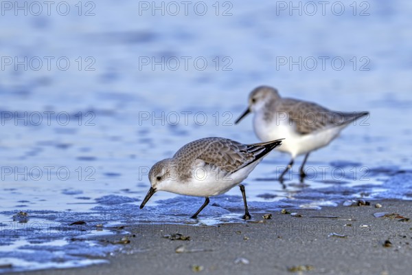 Two sanderlings (Calidris alba) adults in winter plumage foraging for crustaceans in swash zone /