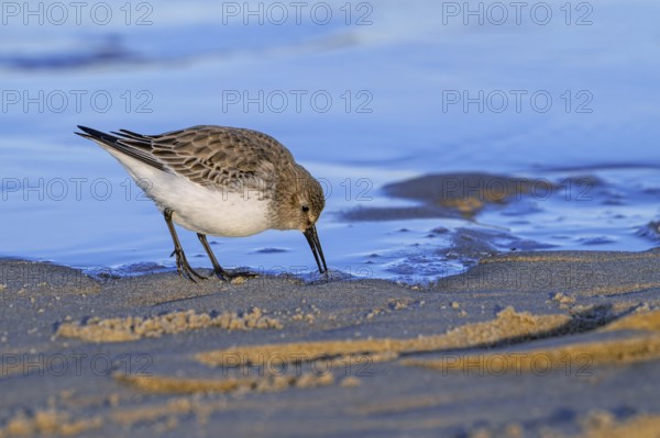 Dunlin (Calidris alpina) adult in winter plumage foraging for invertebrates in swash zone /