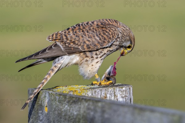 Common kestrel / European kestrel (Falco tinnunculus) female perched on wooden fence post tearing