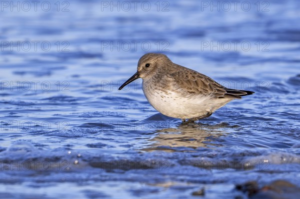 Dunlin (Calidris alpina) adult in winter plumage foraging in shallow water for worms and