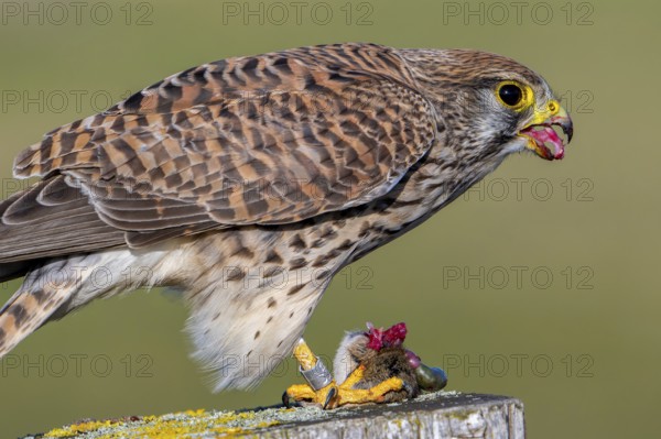 Common kestrel showing its anvil-shaped tongue with backward-facing conical papillae to facilitate