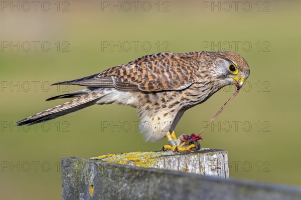 Common kestrel / European kestrel (Falco tinnunculus) female perched on wooden fence post tearing