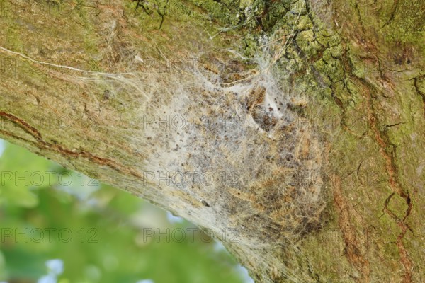 Oak processionary moth (Thaumetopoea processionea), web nest on tree trunk, North Rhine-Westphalia,