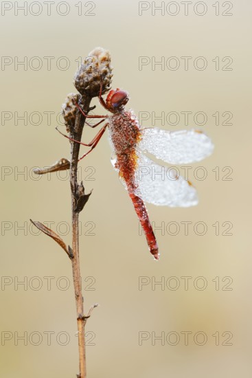 Scarlet Dragonfly (Crocothemis erythraea), male with dewdrops, North Rhine-Westphalia, Germany