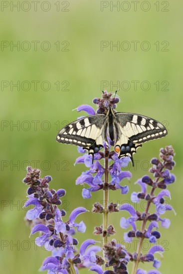 Swallowtail (Papilio machaon) in a meadow sage (Salvia pratensis), North Rhine-Westphalia, Germany