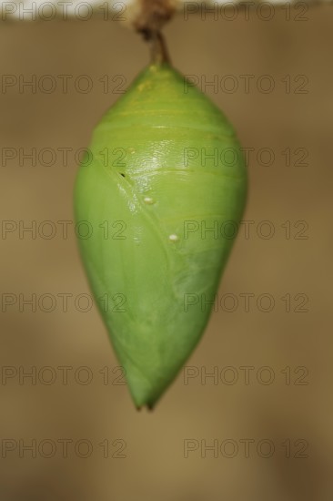 Peleides Blue Morpho or sky moth (Morpho peleides), pupa, captive, occurrence in Central and South