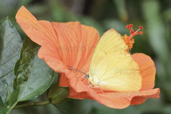 Butterfly Common Emigrant or Lemon Emigrant (Catopsilia pomona) on a Chinese hibiscus (Hibiscus