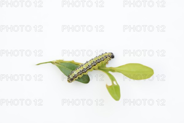 Box tree moth (Cydalima perspectalis), caterpillar eating leaves of box tree (Buxus sempervirens)