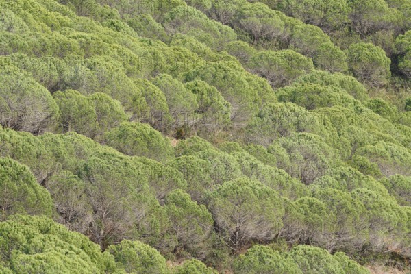 Pine trees or umbrella pines (Pinus pinea) on a mountainside, Algarve, Portugal