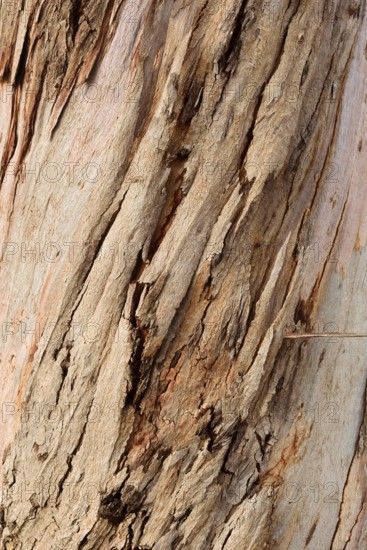 Tasmanian blue gum or common fever tree (Eucalyptus globulus), bark detail, Algarve, Portugal,