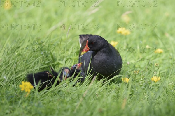 Water rail or moorhen (Gallinula chloropus) with chicks in a meadow, North Rhine-Westphalia,