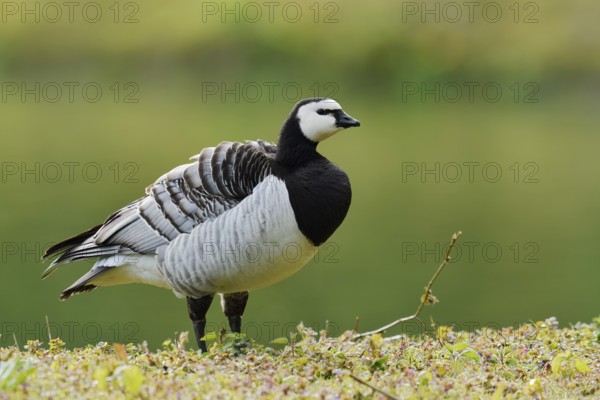 White-fronted goose or barnacle goose (Branta leucopsis), North Rhine-Westphalia, Germany