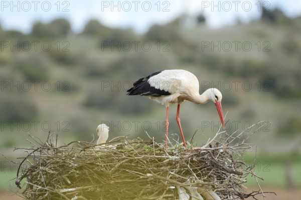 White stork (Ciconia ciconia), pair on the nest, Algarve, Portugal