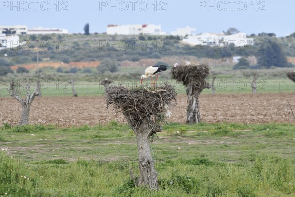 White stork (Ciconia ciconia) on the nest, Algarve, Portugal
