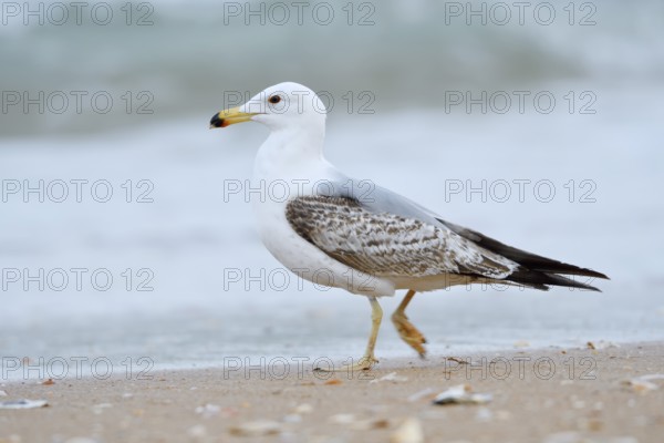 Mediterranean gull (Larus michahellis), immature, on the beach, Algarve, Portugal