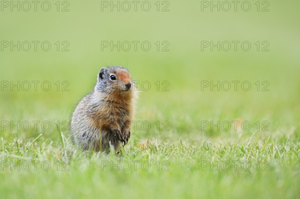Columbia ground squirrel (Urocitellus columbianus, Spermophilus columbianus), juvenile, Waterton