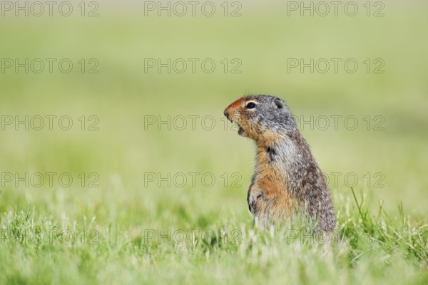 Columbia ground squirrel (Urocitellus columbianus, Spermophilus columbianus) sitting upright in a