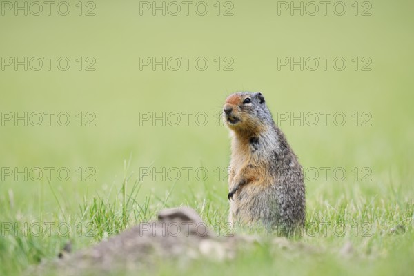 Columbia ground squirrel (Urocitellus columbianus, Spermophilus columbianus) sitting upright in a