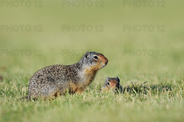 Columbia ground squirrel (Urocitellus columbianus, Spermophilus columbianus) with young at the