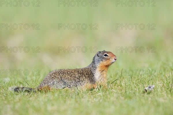 Columbia ground squirrel (Urocitellus columbianus, Spermophilus columbianus), Jasper National Park,