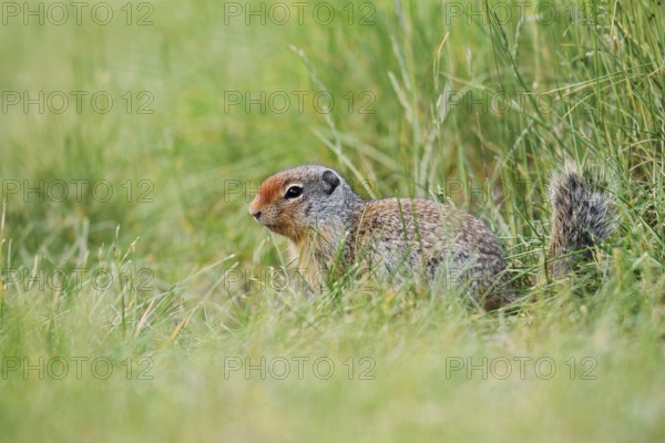 Columbia ground squirrel (Urocitellus columbianus, Spermophilus columbianus), juvenile, Banff