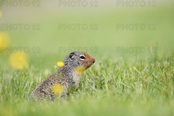 Columbia ground squirrel (Urocitellus columbianus, Spermophilus columbianus), Yoho National Park,