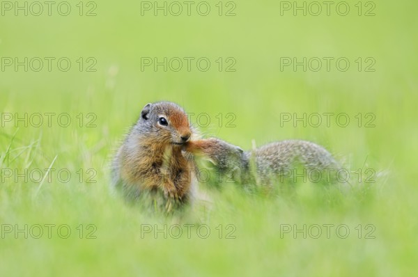 Columbia ground squirrel (Urocitellus columbianus, Spermophilus columbianus), young animals