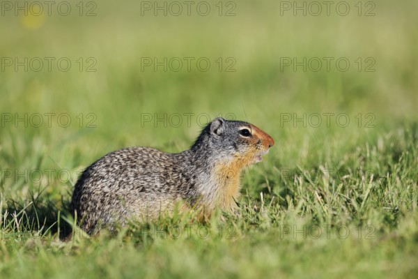 Columbia ground squirrel (Urocitellus columbianus, Spermophilus columbianus), Waterton Lakes